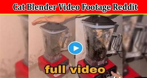 cat in a blender twitter|Animal abuse videos go viral on Twitter, raising concerns